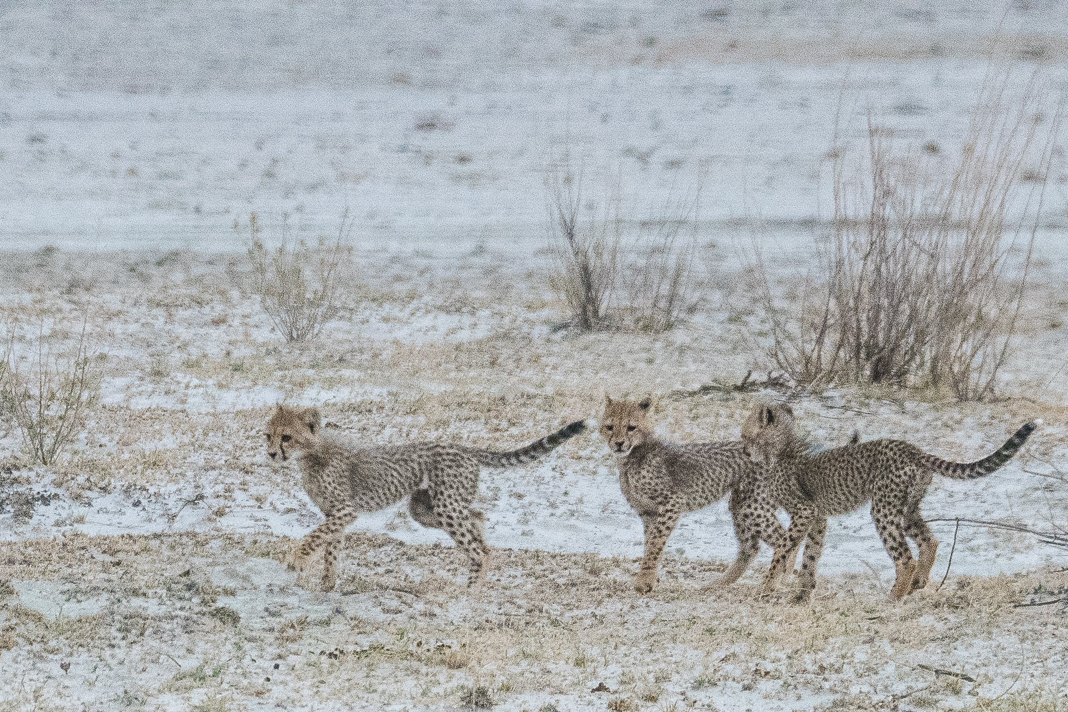 Jeunes guépards (Cheetah, Acinonyx jubatus) un instant immobiles entre deux jeux, Onguma Nature Reserve, Namibie.